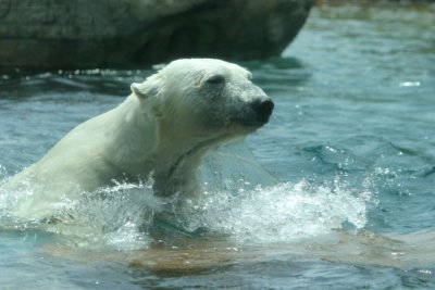 Polar Bear (4043)