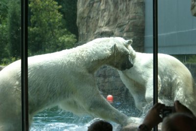 Polar Bear (4050)