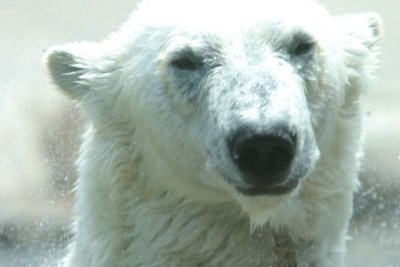 Polar Bear (4059)
