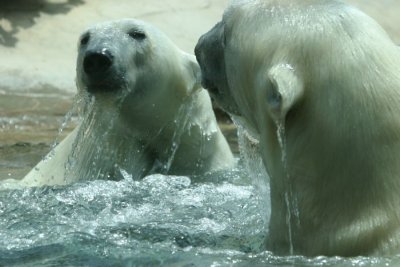 Polar Bear (4066)