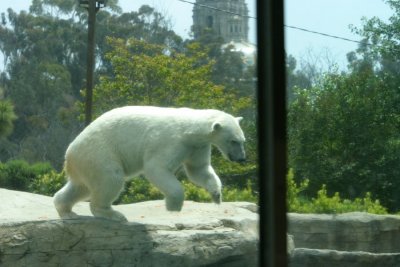 Polar Bear (4080)