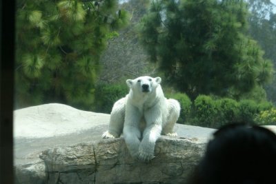 Polar Bear (4083)