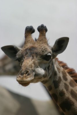 Giraffe (4174)