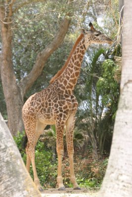 Giraffe (4184)