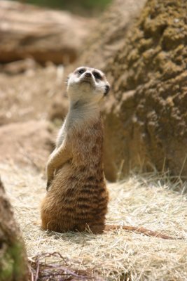 Meerkat (4206)