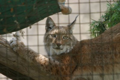 Lynx (4225)