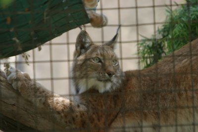 Lynx (4226)