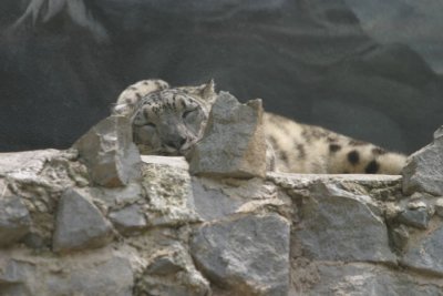 Snow Leopard (4231)
