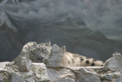 Snow Leopard (4233)