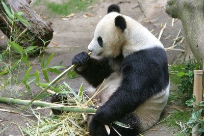 Panda (4270)
