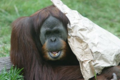 Orangutan (4288)