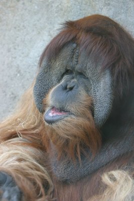 Orangutan (4300)