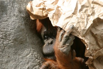 Orangutan (4306)