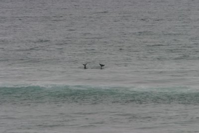 Surfers (4505)
