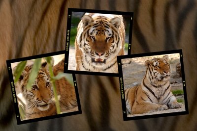 Shambala Cats 1