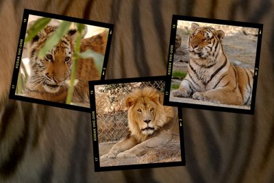 Shambala Cats 4
