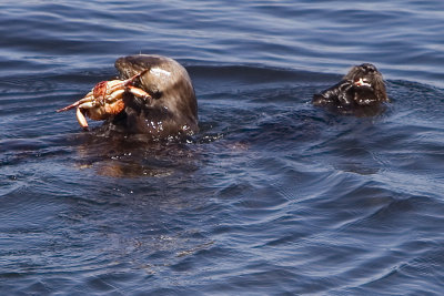 Otters (5092-2)