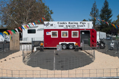 Cook's Racing Pigs