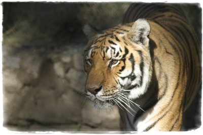 Tiger (2636)