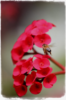 Bee on Flower (4166)
