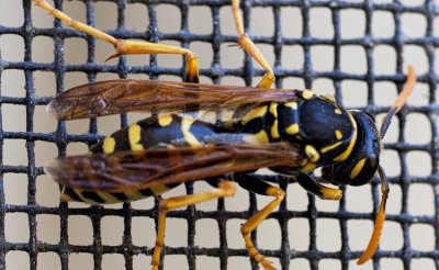 Yellow Jacket wasp - deceased