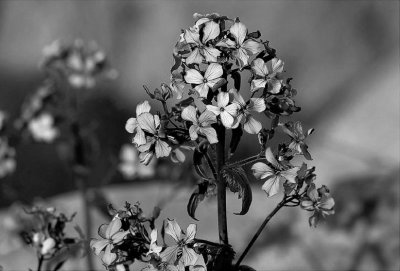 Flower #4 B&W