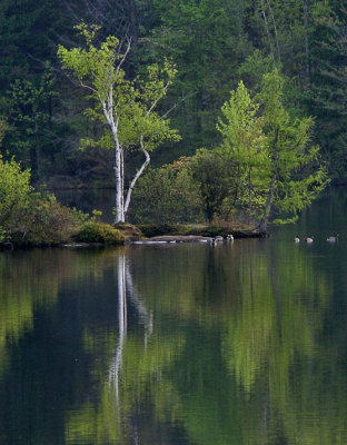 Lonely Birch