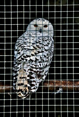 Snowy Owl