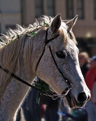 Shanrock on horse