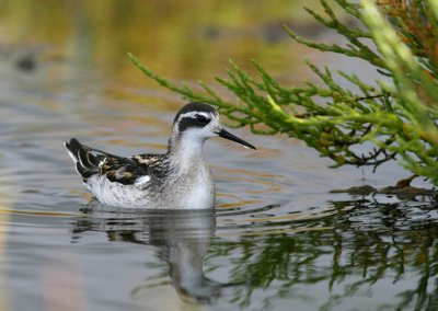 Grauwe Franjepoot / Red-necked Phalarope