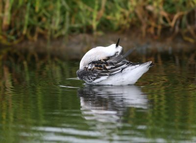 Grauwe Franjepoot / Red-necked Phalarope