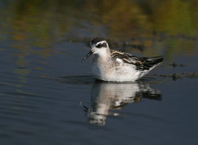 Grauwe Franjepoot / Red-necked Phalarope