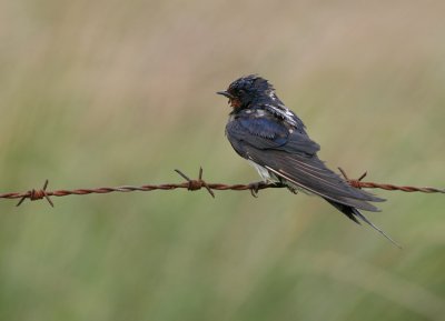 Boerenzwaluw / Barn Swallow