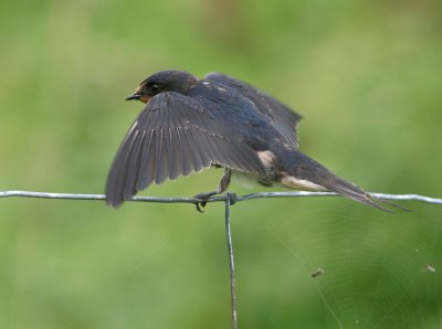 Boerenzwaluw / Barn Swallow