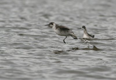 Grauwe Franjepoot / Red-necked Phalarope