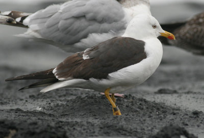 Baltische Mantelmeeuw / Baltic Gull