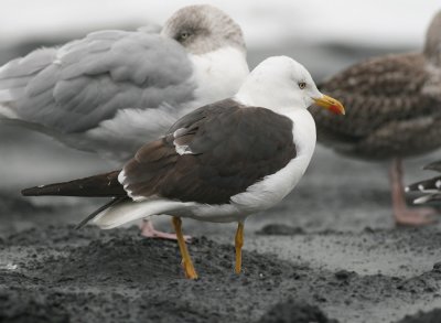 Baltische Mantelmeeuw / Baltic Gull