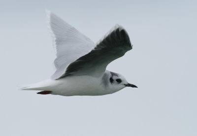 Dwergmeeuw / Little Gull