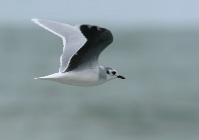 Dwergmeeuw / Little Gull