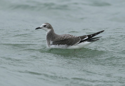 Vorkstaartmeeuw / Sabine's Gull