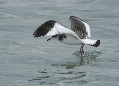Vorkstaartmeeuw / Sabine's Gull