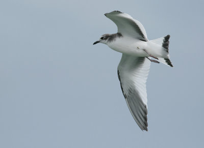 Vorkstaartmeeuw / Sabine's Gull