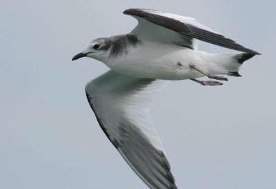 Vorkstaartmeeuw / Sabine's Gull
