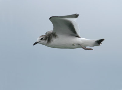 Vorkstaartmeeuw / Sabine's Gull