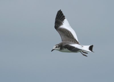 Vorkstaartmeeuw / Sabine's Gull