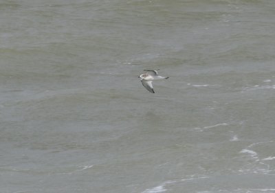 Vorkstaartmeeuw / Sabine's Gull