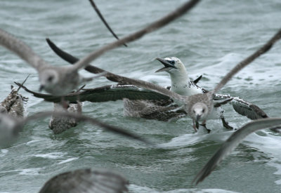 Jan-van-Gent / Gannet