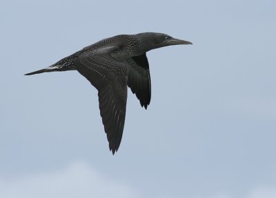 Jan-van-Gent / Gannet