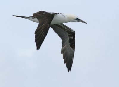 Jan-van-Gent / Gannet