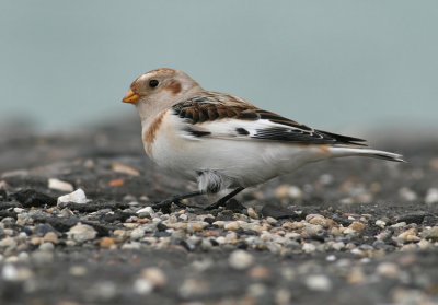 Sneeuwgors / Snow Bunting